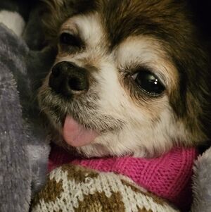 Snooki Cutie Princess Boss Birdie Love NOT FOR SALE